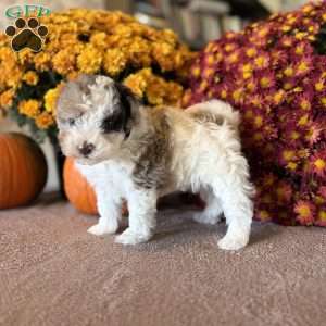 Princess, Maltipoo Puppy