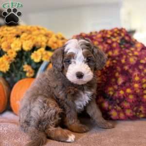 Monty, Mini Bernedoodle Puppy