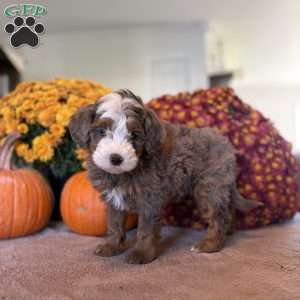 Monty, Mini Bernedoodle Puppy