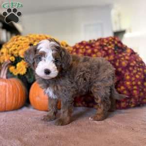 Monty, Mini Bernedoodle Puppy