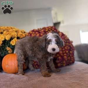 Monty, Mini Bernedoodle Puppy