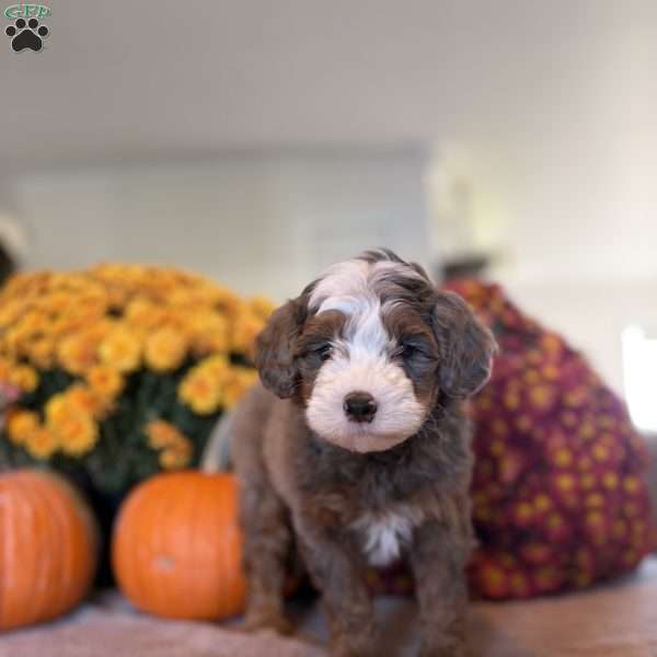 Monty, Mini Bernedoodle Puppy