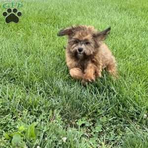 Chocolate, Shih-Poo Puppy