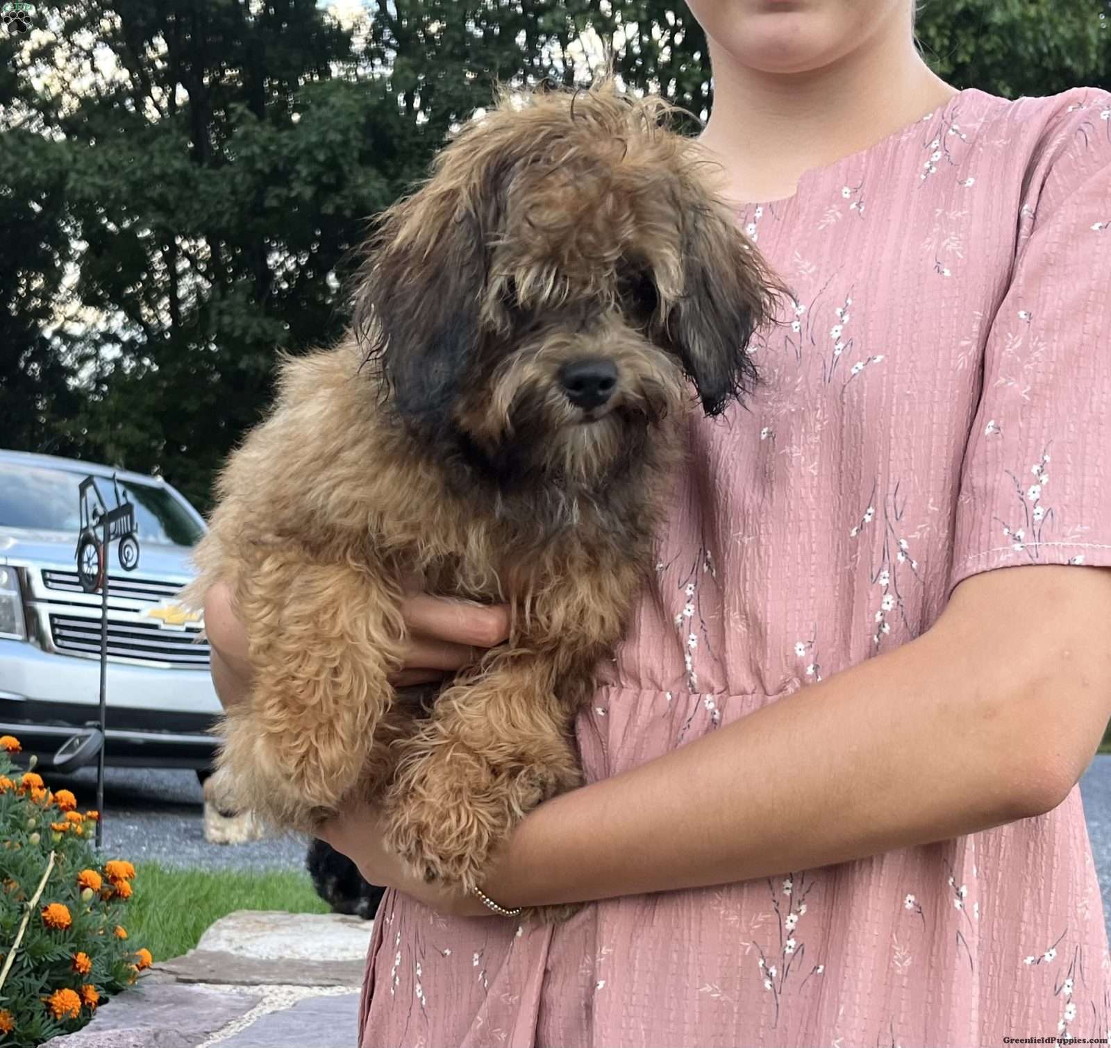 Chocolate (Shih-Poo, Female) in Millerstown, PA