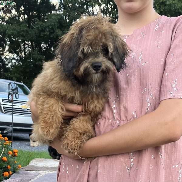 Chocolate, Shih-Poo Puppy