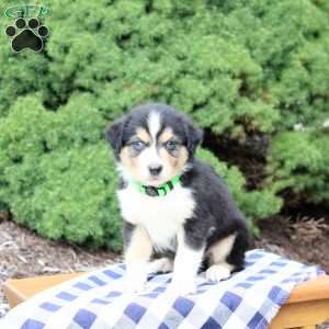 Andy, Miniature Australian Shepherd Puppy