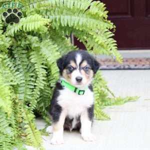 Andy, Miniature Australian Shepherd Puppy