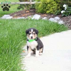 Andy, Miniature Australian Shepherd Puppy