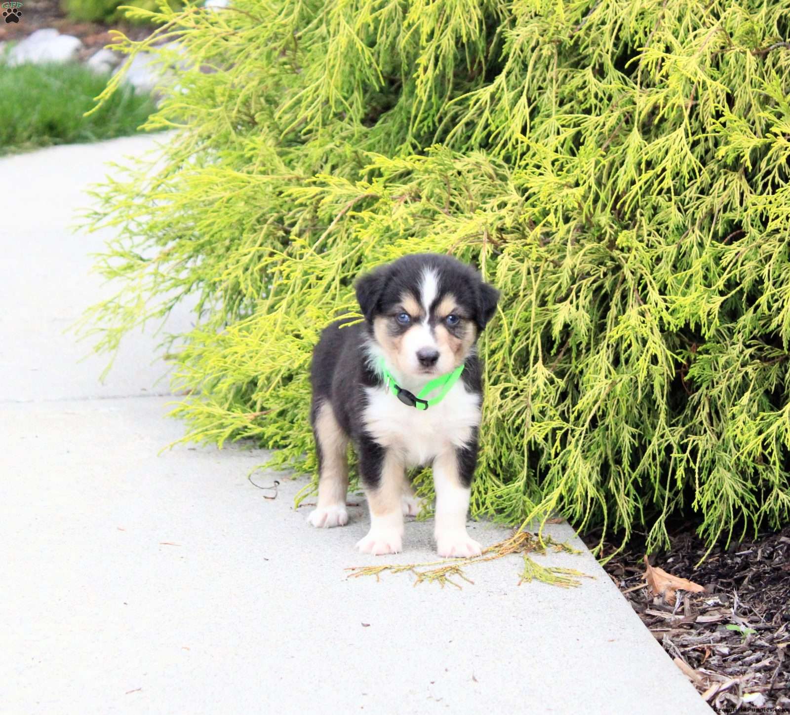 Andy (Miniature American Shepherd, Male) in Richland, PA