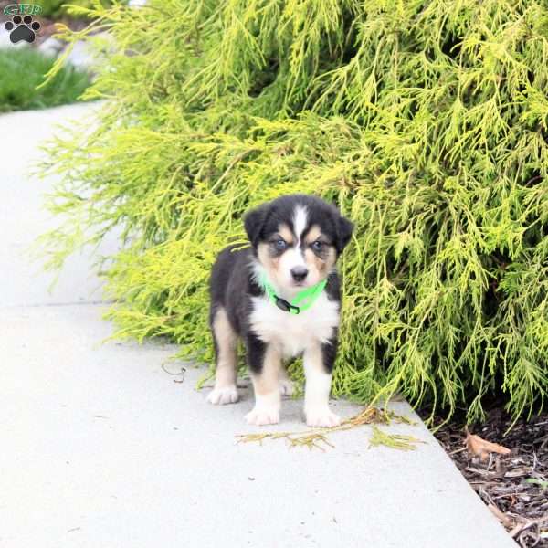 Andy, Miniature Australian Shepherd Puppy
