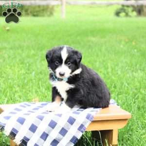 Axel, Miniature Australian Shepherd Puppy