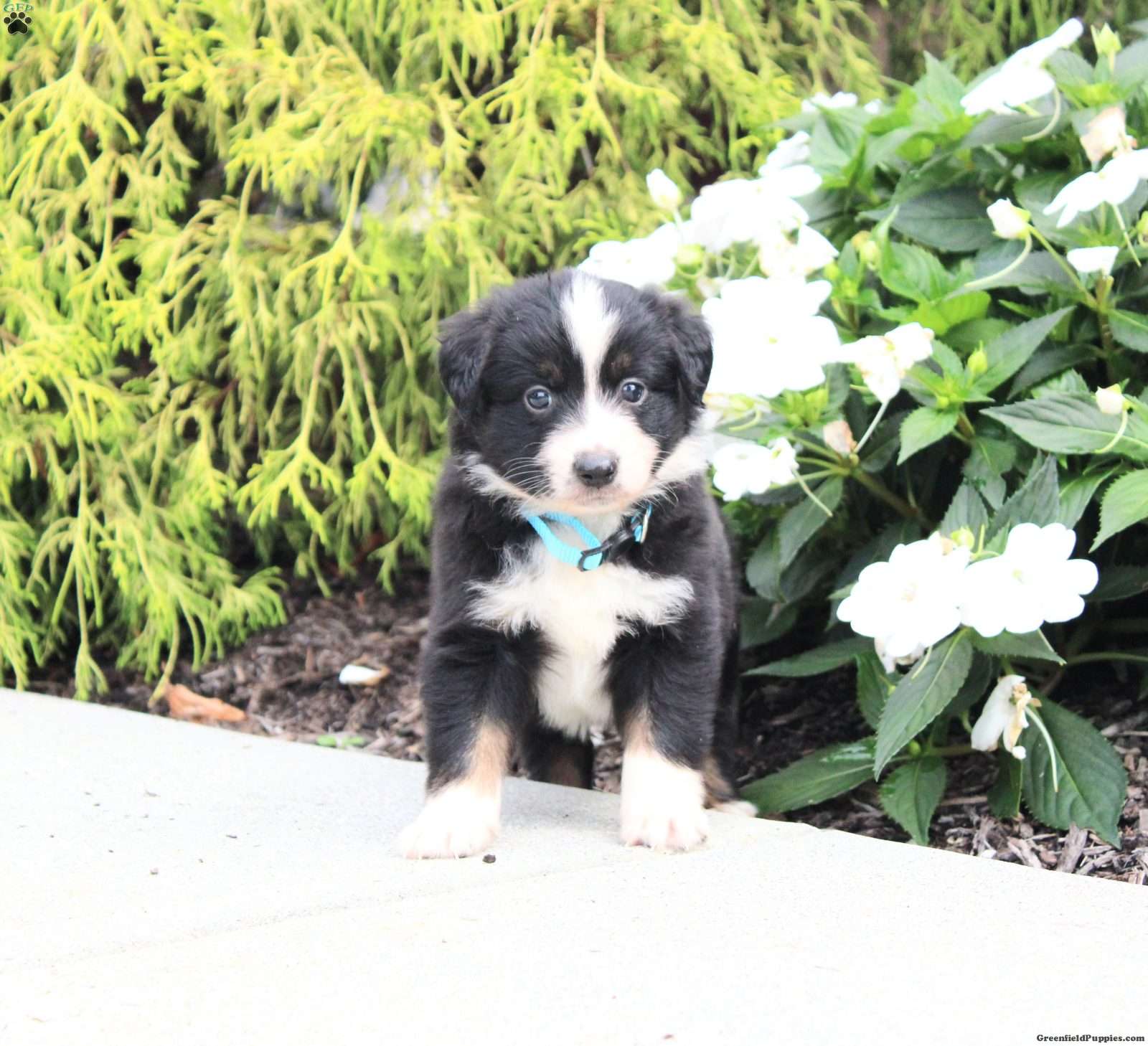 Axel (Miniature American Shepherd, Male) in Richland, PA