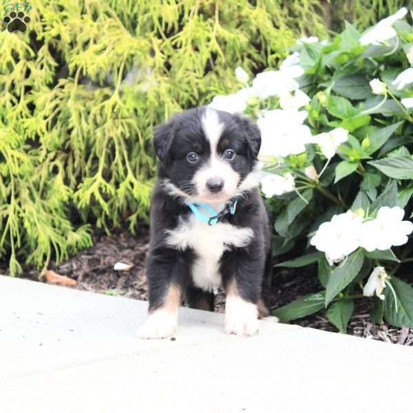 Axel, Miniature Australian Shepherd Puppy