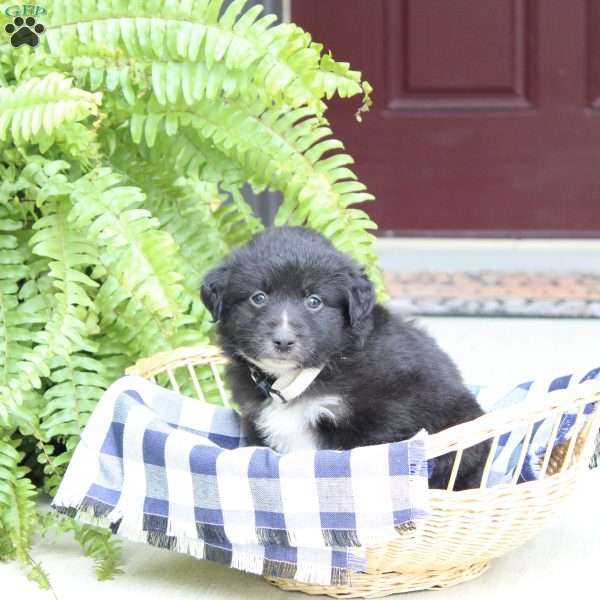 Arrow, Miniature Australian Shepherd Puppy