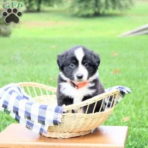 Archer, Miniature Australian Shepherd Puppy