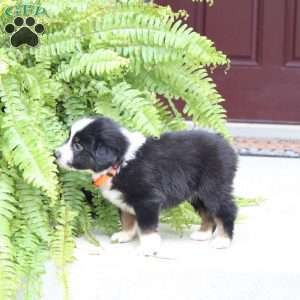 Archer, Miniature Australian Shepherd Puppy