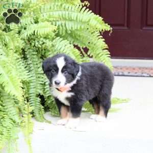 Archer, Miniature Australian Shepherd Puppy