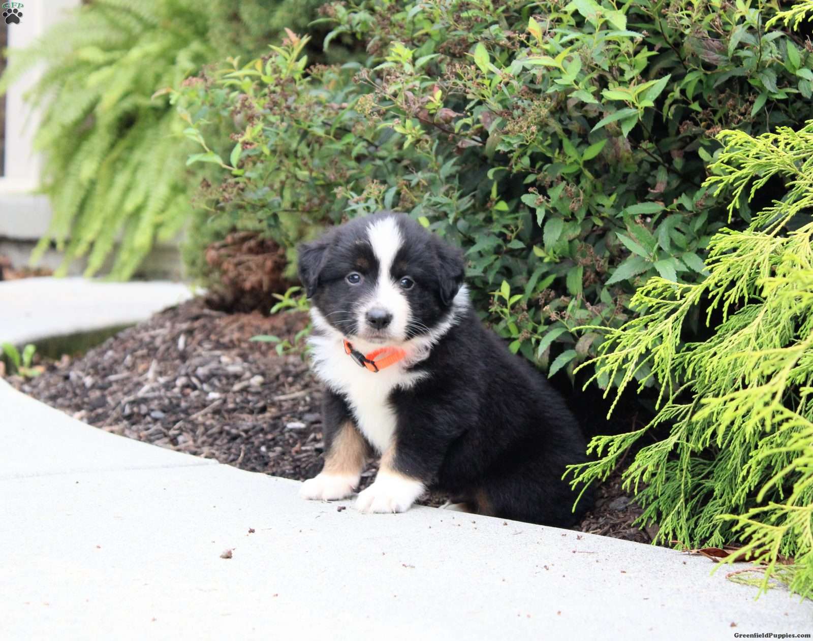 Archer (Miniature American Shepherd, Male) in Richland, PA