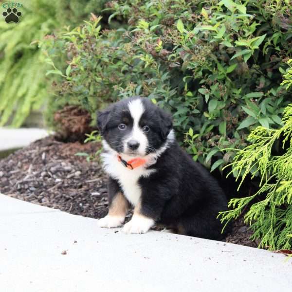 Archer, Miniature Australian Shepherd Puppy