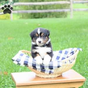 Autumn, Miniature Australian Shepherd Puppy