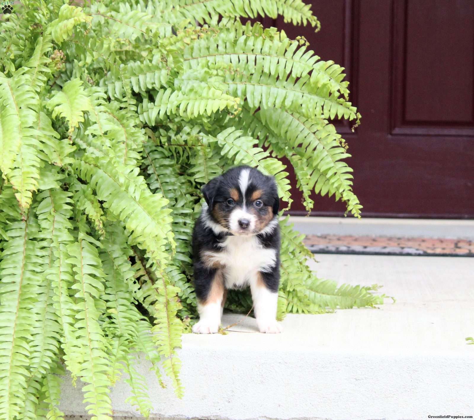 Autumn (Miniature American Shepherd, Female) in Richland, PA