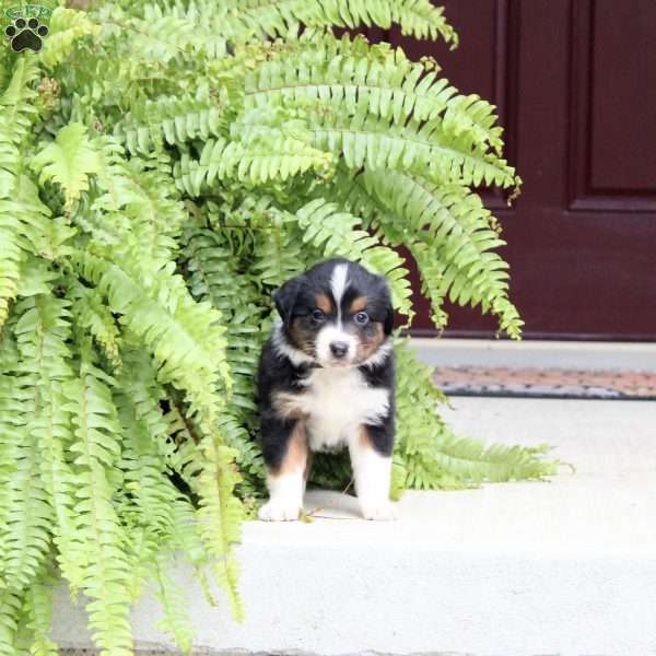 Autumn, Miniature Australian Shepherd Puppy