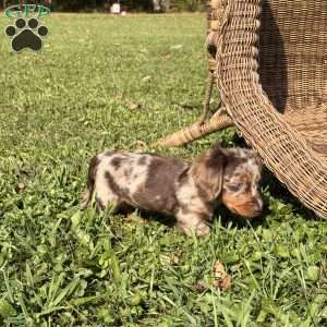 Gary, Dachshund Puppy