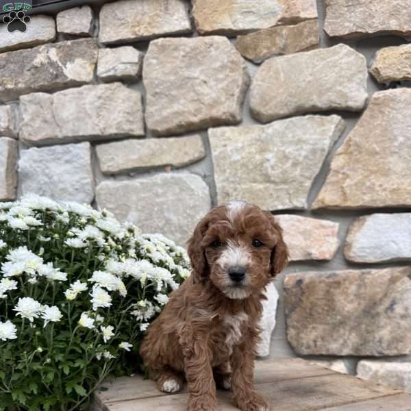 Skipper, Mini Goldendoodle Puppy