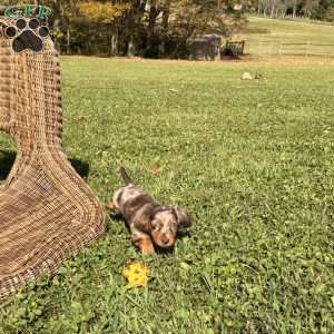 Gary, Dachshund Puppy