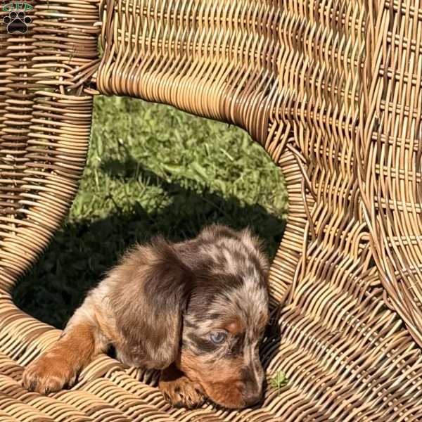 Gary, Dachshund Puppy