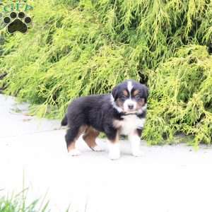 Autumn, Miniature Australian Shepherd Puppy