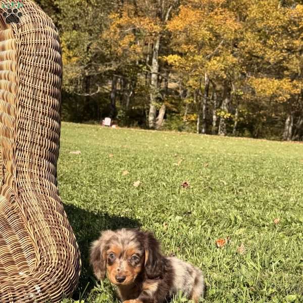 Geno, Dachshund Puppy