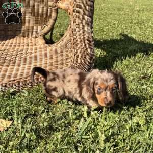 Geno, Dachshund Puppy