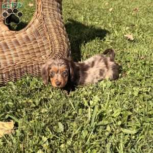 Geno, Dachshund Puppy