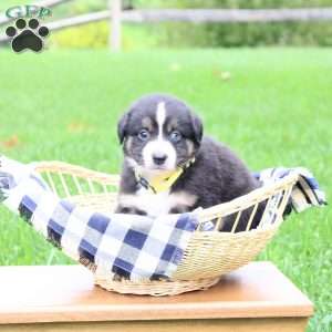 Ace, Miniature Australian Shepherd Puppy