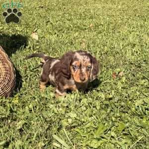 Glen, Dachshund Puppy