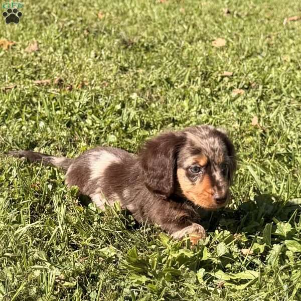 Glen, Dachshund Puppy