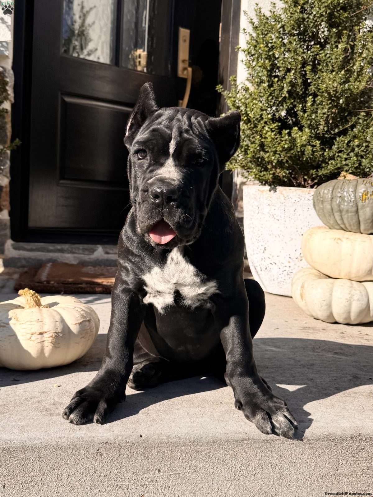 Lily (Cane Corso, Female) in New Holland, PA
