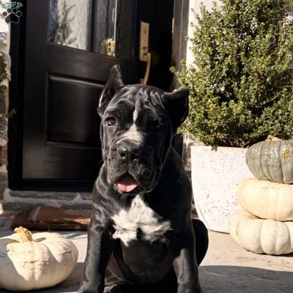 Lily, Cane Corso Puppy