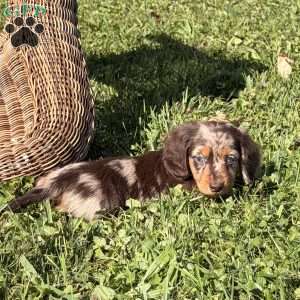 Glen, Dachshund Puppy