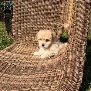 Bandit, Maltipoo Puppy