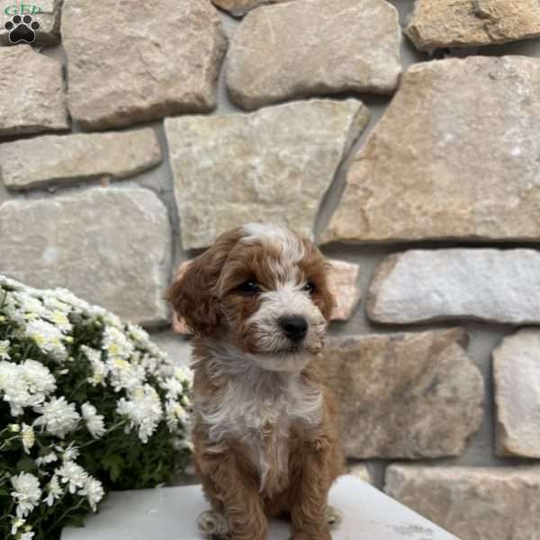 Sheila, Mini Goldendoodle Puppy