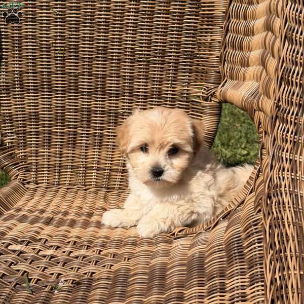 Bandit, Maltipoo Puppy