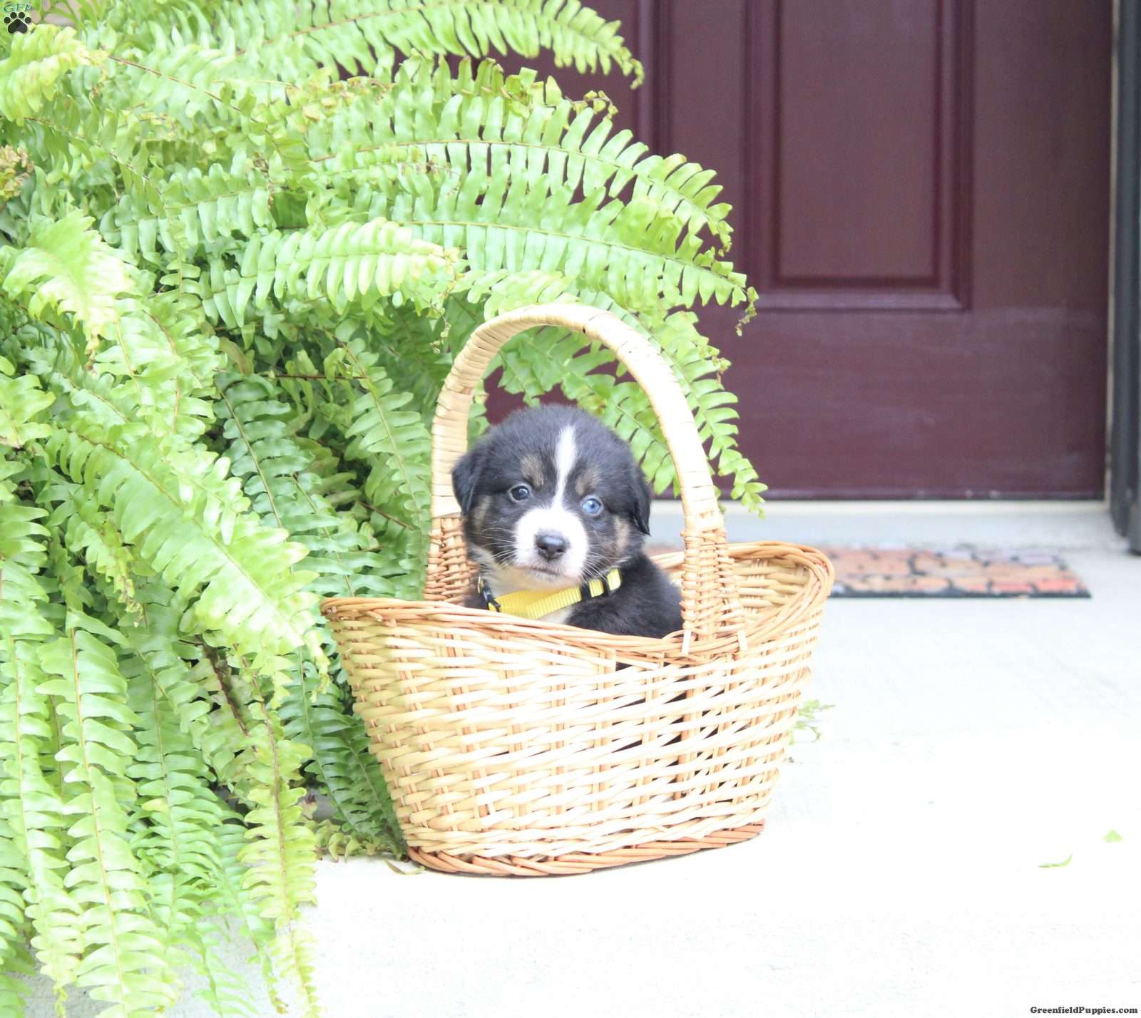 Ace (Miniature American Shepherd, Male) in Richland, PA