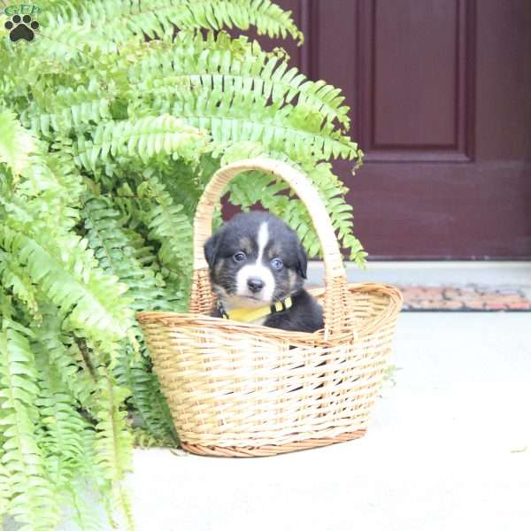 Ace, Miniature Australian Shepherd Puppy