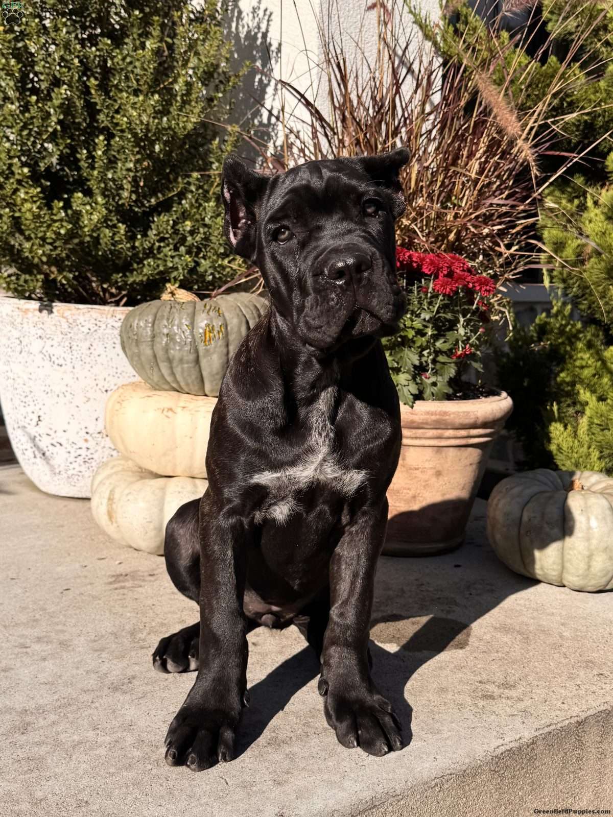 Rosie (Cane Corso, Female) in New Holland, PA