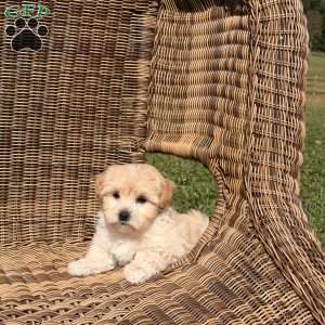 Bandit, Maltipoo Puppy