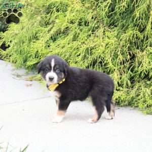 Ace, Miniature Australian Shepherd Puppy