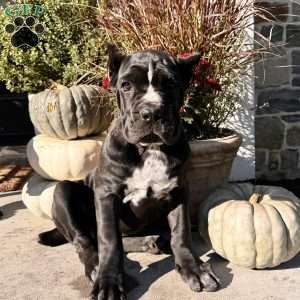 Lily, Cane Corso Puppy