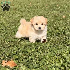 Bandit, Maltipoo Puppy